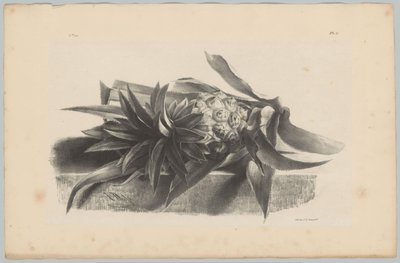 Pineapple (Flower and Fruit Studies... 3rd Issue) by Anton Weiss