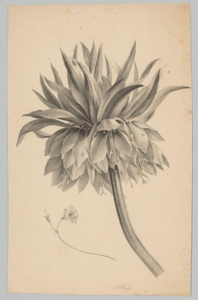 Flower on Stem (Flower and Fruit Studies, 3rd Issue) by Anton Weiss