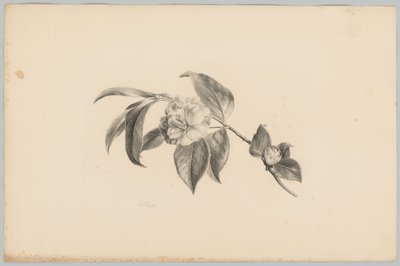 Flowers (series title: Flower and Fruit Studies, 3rd installment) by Anton Weiss