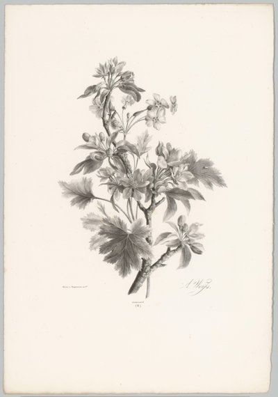 Flowers on a Branch (Flower and Fruit Studies 10th installment series) by Anton Weiss