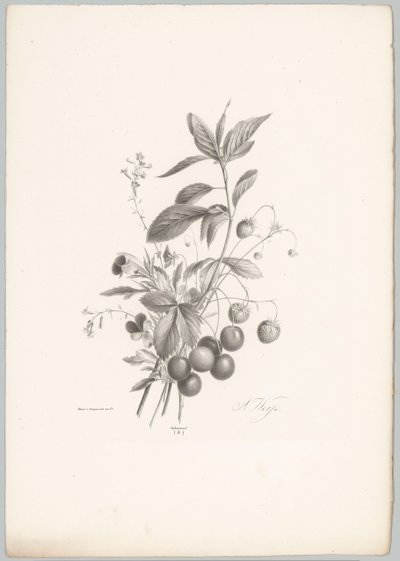 Flowers, Strawberries, and Cherries (Flower and Fruit Studies, 10th Issue) by Anton Weiss