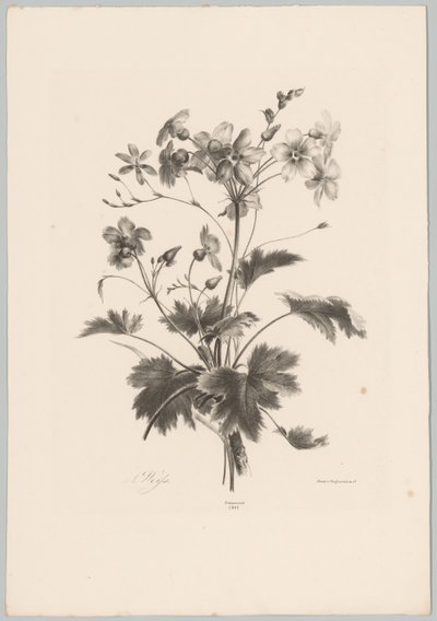 Flowers with Thorns (Flower and Fruit Studies, 10th installment) by Anton Weiss