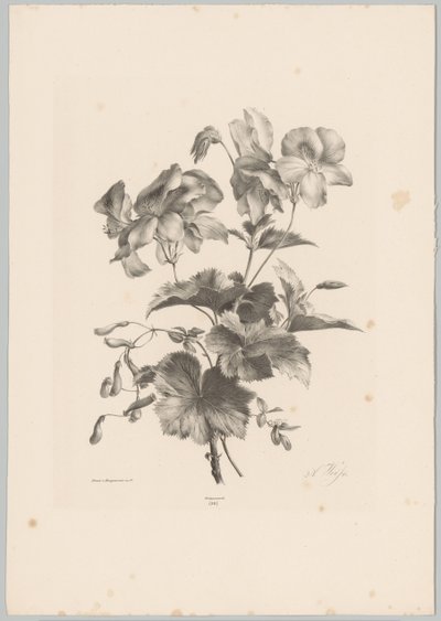 Various Flowers by Anton Weiss
