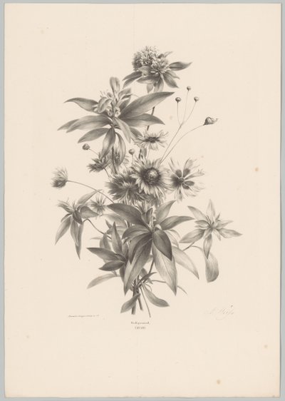 Various Flowers (Flower and Fruit Studies, 10th installment) by Anton Weiss