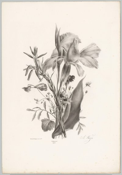 Various Flowers (Flower and Fruit Studies, 10th installment) by Anton Weiss