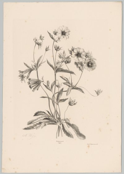 Various Flowers (Flower and Fruit Studies, 10th installment) by Anton Weiss