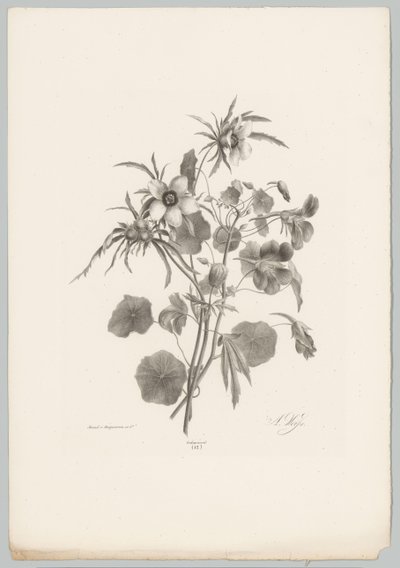 Various Flowers (Flower and Fruit Studies, 10th installment) by Anton Weiss