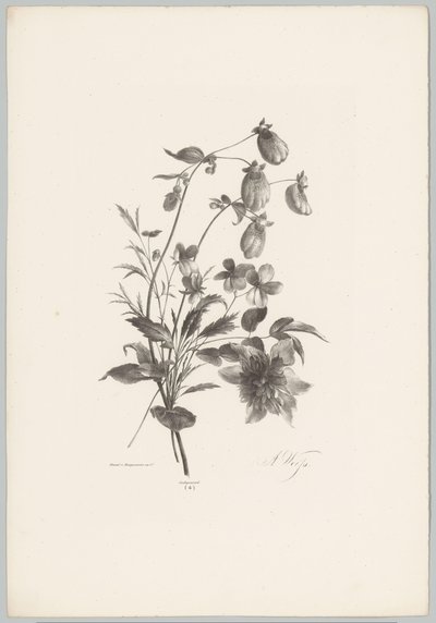 Various Flowers (Flower and Fruit Studies 10th installment series) by Anton Weiss