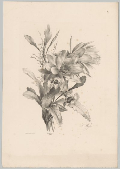 Various Flowers (series title) by Anton Weiss
