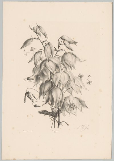 Hanging Flowers (Flower and Fruit Studies, 10th installment) by Anton Weiss