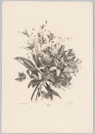 Lilies (Flower and Fruit Studies, 10th installment) by Anton Weiss
