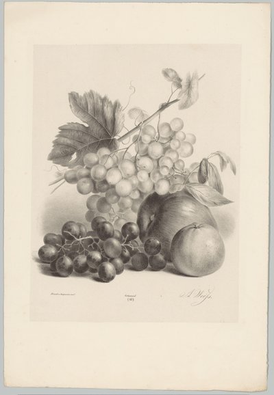 Red and White Grapes and Apples (Flower and Fruit Studies) (10th installment) (series title) by Anton Weiss