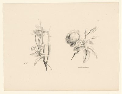 Rose and Other Flowers by Anton Weiss