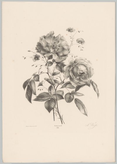 Rose and Carnation-like Flower (Flower and Fruit Studies, 10th Issue) by Anton Weiss