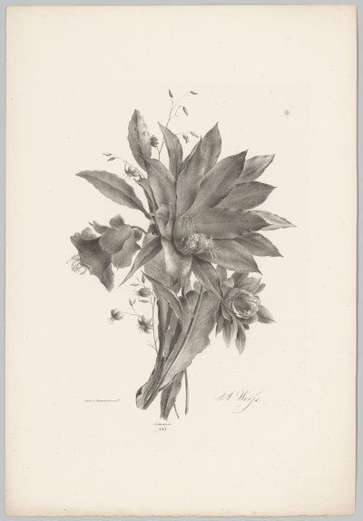 Star- and Bell-shaped Flowers by Anton Weiss