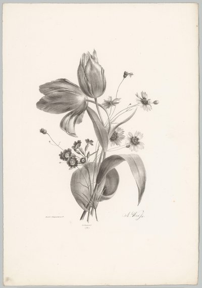 Tulips and Daisies (Flower and Fruit Studies, 10th installment) by Anton Weiss