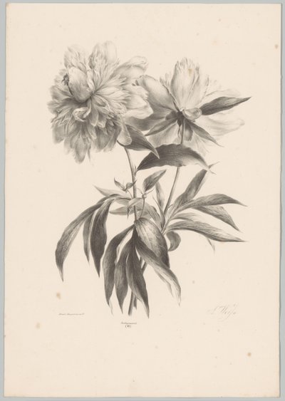 Two Flowers by Anton Weiss