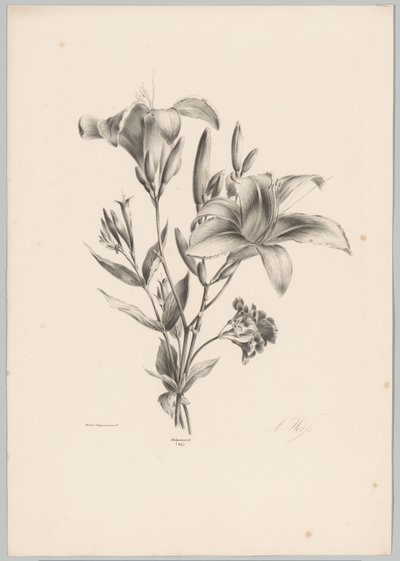 Two Lilies (Flower and Fruit Studies 10th installment series) by Anton Weiss