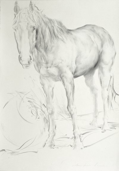 Horse at Coolmore, 1990 by Antonio Ciccone