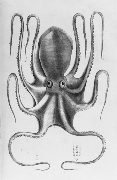 Illustration from Aquatilium animalium historiae, liber primus by Ippolito Salviani, 1554 by Antonio Lafreri