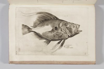Illustration from 
