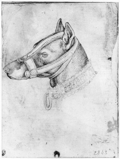 Head of a Muzzled Dog, from the The Vallardi Album by Antonio Pisanello