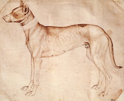 Study of hunt dog by Antonio Pisanello