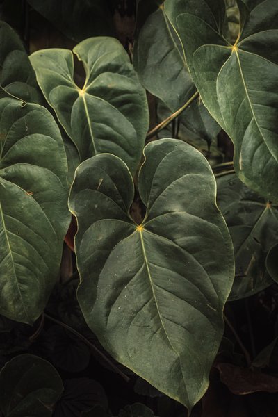 Anthurium Andraeanum V by Antonio Schubert