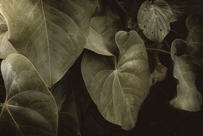 Anthurium Andraeanum, XVI e, Petrópolis, Rio de Janeiro, Brazil, 2025 by Antonio Schubert