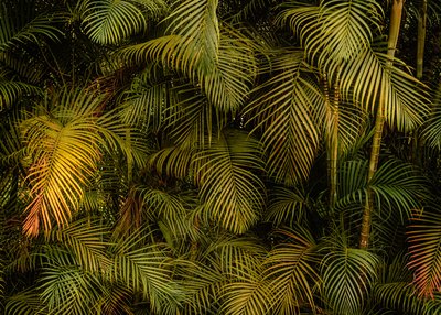 Palm Tree IV, 2024 by Antonio Schubert