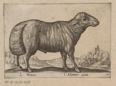 Arabian Sheep by Antonio Tempesta