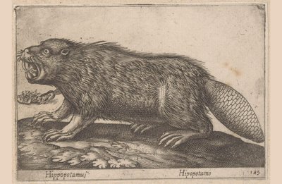 Beaver Hippopotamus / Hipopotamo (title on object) Animals and Mythical Creatures (series title) Nova Raccolta de li Animali Piu Curiosi del Mondo (series title) by Antonio Tempesta