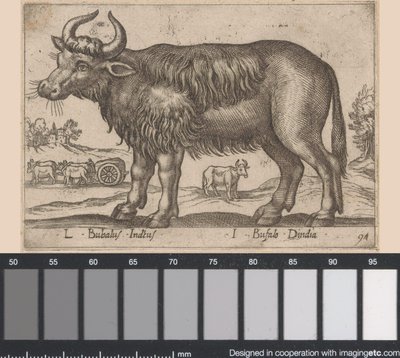 Buffalo by Antonio Tempesta
