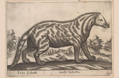 Civet Cat by Antonio Tempesta