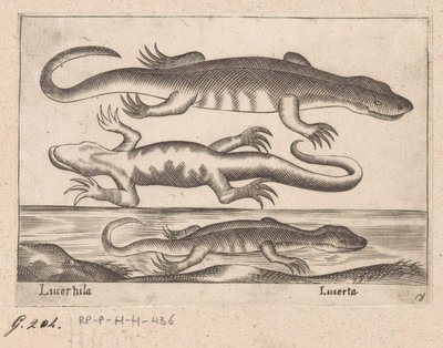 Three Lizards by Antonio Tempesta