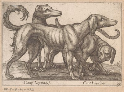 Three Dogs by Antonio Tempesta
