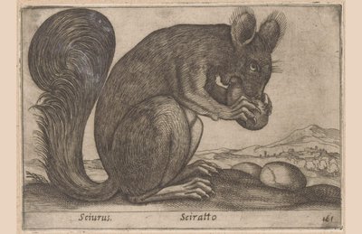 Squirrel (Sciurus, Sciratto, Animals and Fabulous Creatures, Nova raccolta de li animali piu curiosi del mondo) by Antonio Tempesta