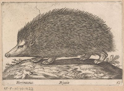 Hedgehog by Antonio Tempesta