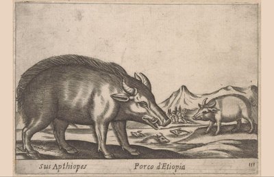 Ethiopian Pig (Sus Apthiopes / Porco d