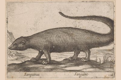 Ferret-like Animal by Antonio Tempesta