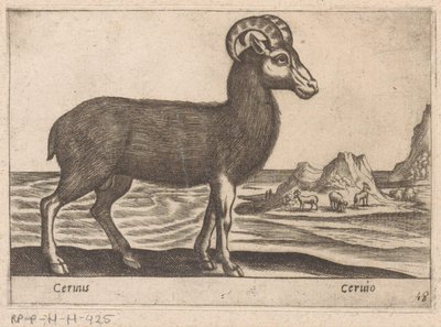 Chamois by Antonio Tempesta