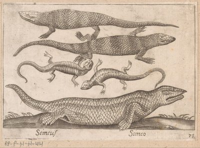Lizards (Scincus/Scinco) by Antonio Tempesta