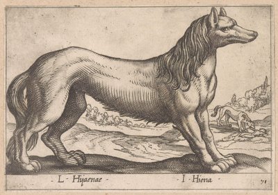 Hyena by Antonio Tempesta