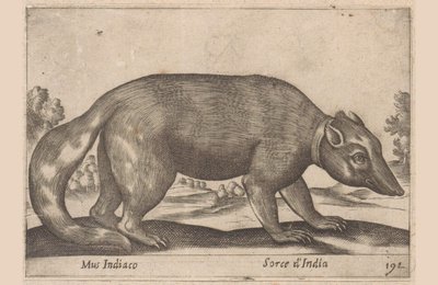 Indian Mouse, Burmese Ferret-Badger, Animals and Mythical Creatures (series title), Nova raccolta de li animali piu curiosi del mondo (series title) by Antonio Tempesta