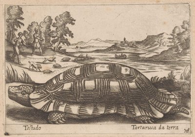Land Tortoise by Antonio Tempesta