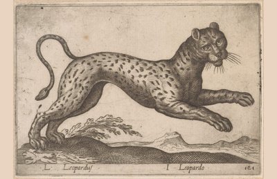 Leopard (Animals and Fabulous Creatures series, Nova raccolta de li animali piu curiosi del mondo series) by Antonio Tempesta