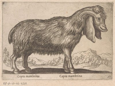 Mambrina Goat by Antonio Tempesta