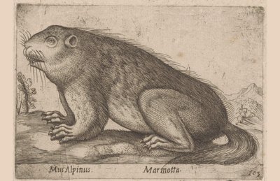 Marmot (title on object) Dieren en fabelwezens (series title) Nova raccolta de li animali piu curiosi del mondo (series title) by Antonio Tempesta