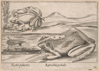 Marsh Frogs by Antonio Tempesta