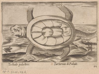 Marsh Turtle Testudo Palustres / Tartaruca di Palude (title on object) Animals and Mythical Creatures (series title) Nova Raccolta de li Animali Piu Curiosi del Mondo (series title) by Antonio Tempesta